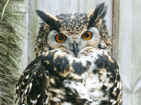 Смотреть фото Капский филин Фото Капский филин