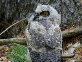 Фото Виргинский филин