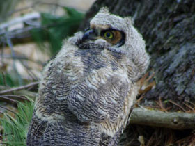 Фото Виргинский филин