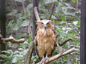 Смотреть фото Малайский рыбный филин Фото Малайский рыбный филин