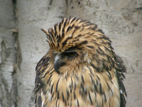 Малайский рыбный филин Малайский рыбный филин