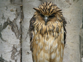 Смотреть фото Малайский рыбный филин Фото Малайский рыбный филин