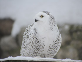 Смотреть фото Птицы тундры Фото Птицы тундры