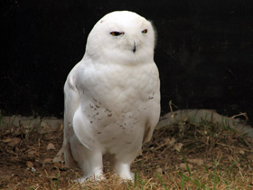 Фото Белая сова: крылья над тундрой