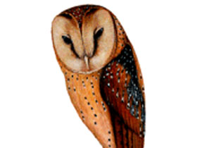 Фото Африканская масковая сипуха