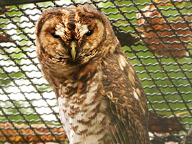 Смотреть фото Бразильская неясыть Фото Бразильская неясыть