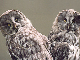 Бородатая неясыть Бородатая неясыть