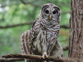 Смотреть фото Пёстрая неясыть Фото Пёстрая неясыть