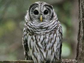 Фото Совы