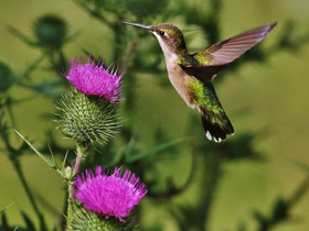 Смотреть фото Обыкновенный архилохус Фото Обыкновенный архилохус