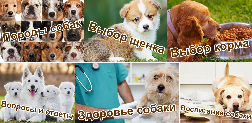 Мобильное приложение «Собаки. ЗООГАЛАКТИКА». Бесплатно и без рекламы.