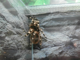 Фото Гигантский белоколенный птицеед