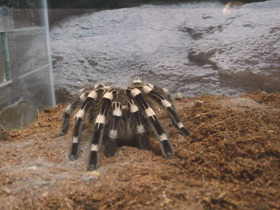 Фото Гигантский белоколенный птицеед