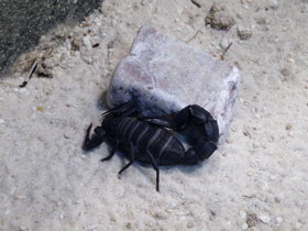 Смотреть фото Мавританский толстохвостый скорпион Фото Мавританский толстохвостый скорпион