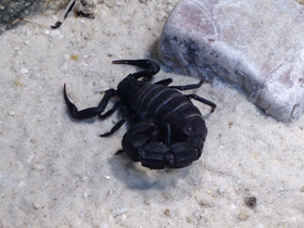 Смотреть фото Мавританский толстохвостый скорпион Фото Мавританский толстохвостый скорпион