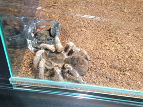 Смотреть фото Полосатая афонопельма Фото Полосатая афонопельма