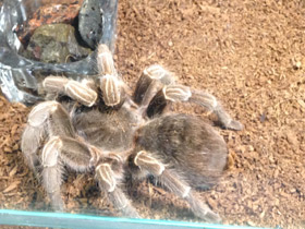 Смотреть фото Полосатая афонопельма Фото Полосатая афонопельма