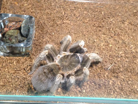 Смотреть фото Полосатая афонопельма Фото Полосатая афонопельма