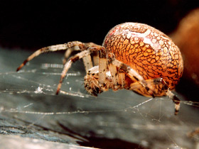 Смотреть фото Обыкновенный крестовик Фото Обыкновенный крестовик