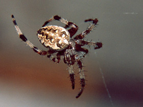 Смотреть фото Обыкновенный крестовик Фото Обыкновенный крестовик