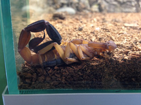 Смотреть фото Красный пустынный скорпион Фото Красный пустынный скорпион