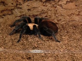 Смотреть фото Мексиканский золотистый птицеед Фото Мексиканский золотистый птицеед