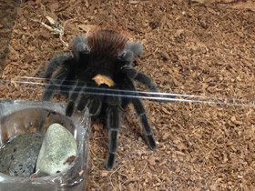 Смотреть фото Мексиканский золотистый птицеед Фото Мексиканский золотистый птицеед