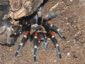 Смотреть фото Мексиканский красноколенный птицеед Фото Мексиканский красноколенный птицеед