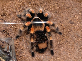 Смотреть фото Мексиканский красноколенный птицеед Фото Мексиканский красноколенный птицеед