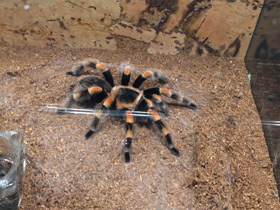 Смотреть фото Мексиканский красноколенный птицеед Фото Мексиканский красноколенный птицеед