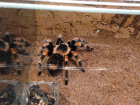 Смотреть фото Мексиканский красноколенный птицеед Фото Мексиканский красноколенный птицеед