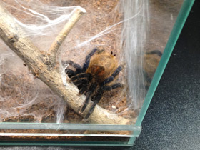 Смотреть фото Венесуэльский разноцветный птицеед Фото Венесуэльский разноцветный птицеед