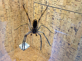 Смотреть фото Американский странствующий паук Фото Американский странствующий паук