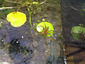 Смотреть фото Каёмчатый охотник Фото Каёмчатый охотник