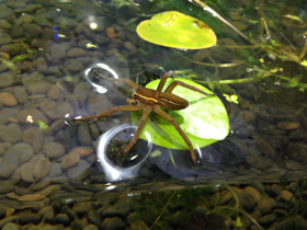 Смотреть фото Каёмчатый охотник Фото Каёмчатый охотник