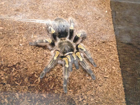 Смотреть фото Золотополосая граммостола Фото Золотополосая граммостола