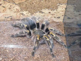 Смотреть фото Золотополосая граммостола Фото Золотополосая граммостола