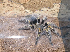 Смотреть фото Золотополосая граммостола Фото Золотополосая граммостола