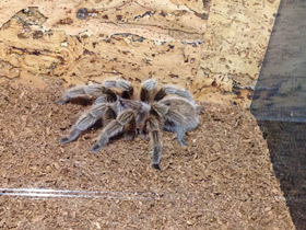 Смотреть фото Розовая граммостола Фото Розовая граммостола