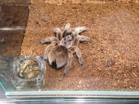 Смотреть фото Розовая граммостола Фото Розовая граммостола