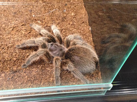 Смотреть фото Розовая граммостола Фото Розовая граммостола