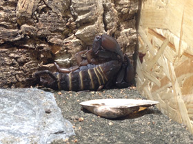 Смотреть фото Каменный африканский скорпион Фото Каменный африканский скорпион