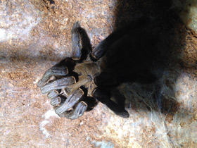 Смотреть фото Кобальтовый птицеед Фото Кобальтовый птицеед