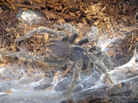 Смотреть фото Золотистый социальный птицеед Фото Золотистый социальный птицеед