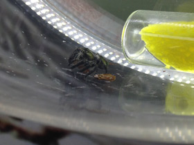 Фото Мускулистый скакунчик