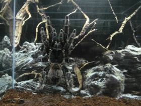 Фото Большой розовый птицеед