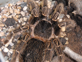 Фото Большой розовый птицеед