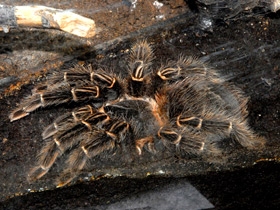 Фото Большой розовый птицеед