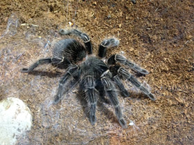 Фото Большой розовый птицеед