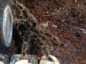 Фото Большой розовый птицеед